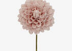 Lynn Dahlia Jumbo Blush