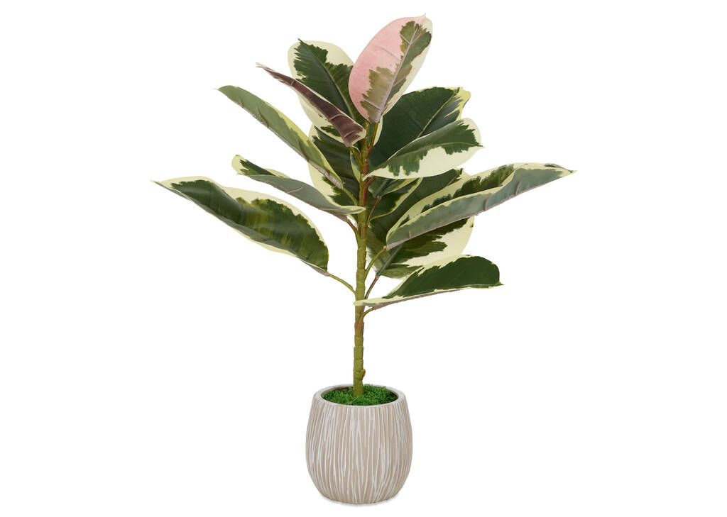 Tineke Ficus Plant Potted
