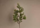 Alice Pine Branch