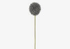 Katniss Allium Stem Grey