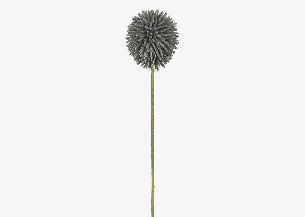 Katniss Allium Stem Grey