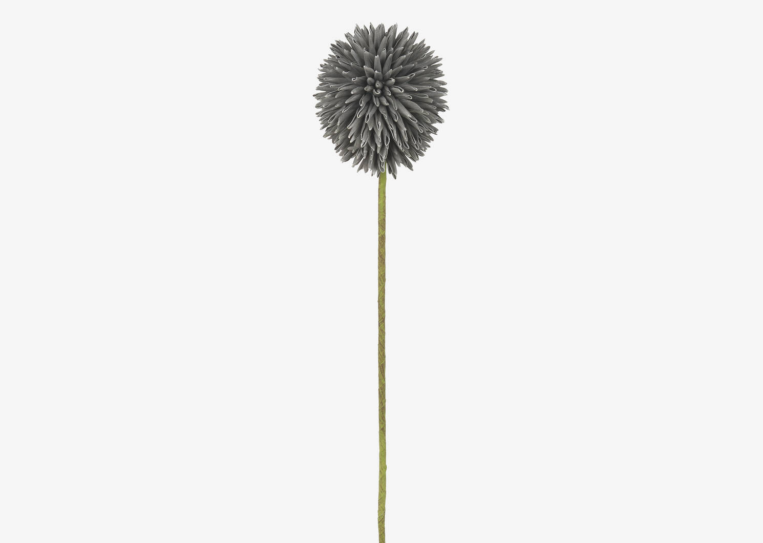 Katniss Allium Stem Grey