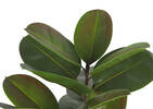 Faye Rubber Plant Potted