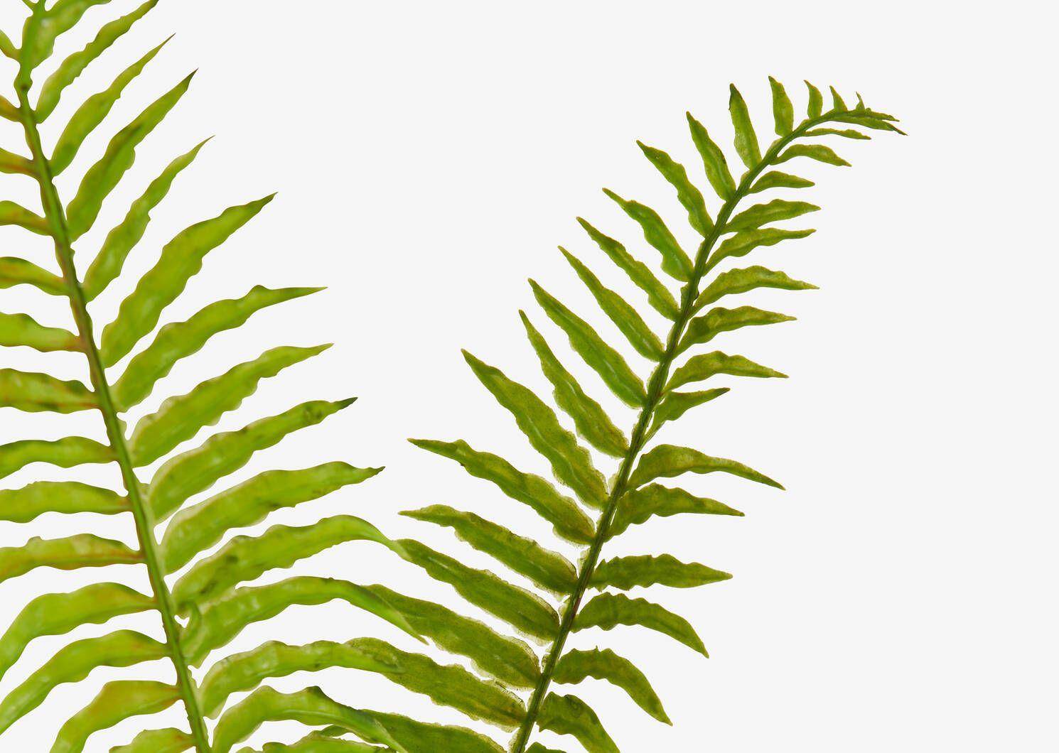 Leni Bamboo Fern Branch