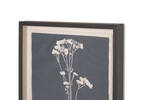 Tableau Common Valerian