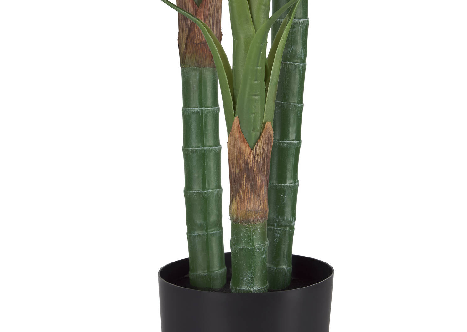 Kana Bird of Paradise Potted