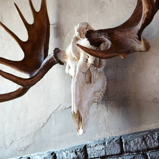 Moose Skull Wall Decor