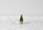 Lane Mini Topiary