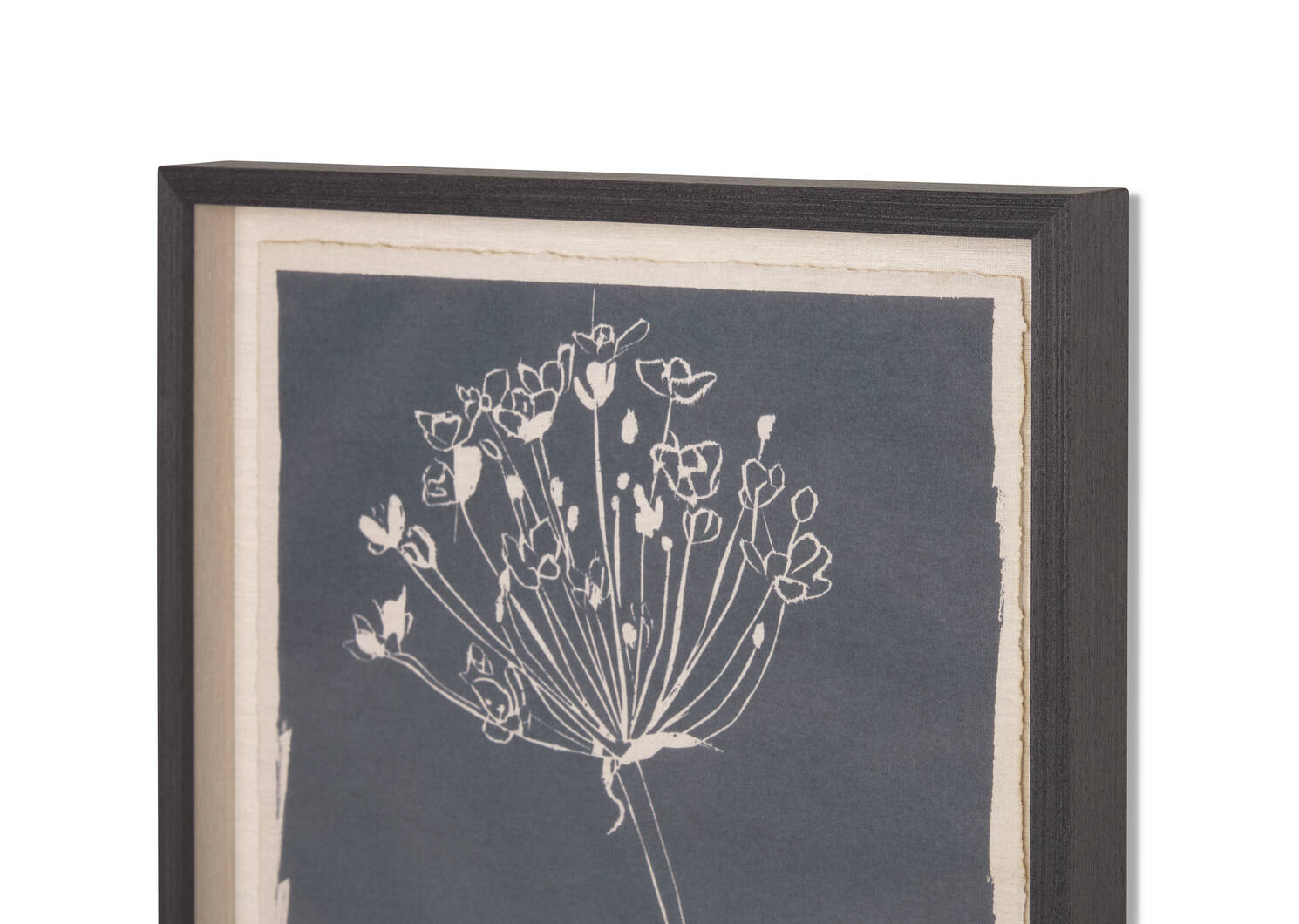 Flowering Rush Framed Print