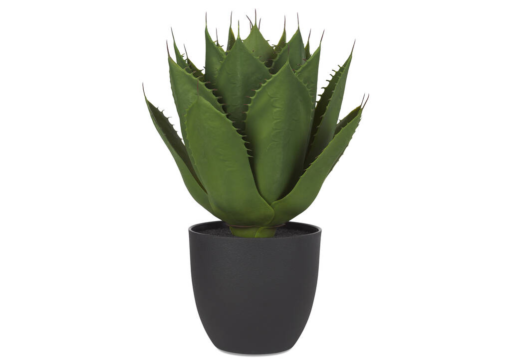Cactus oursin en pot Jaya