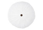 Ulrich Urchin Wall Decor Small