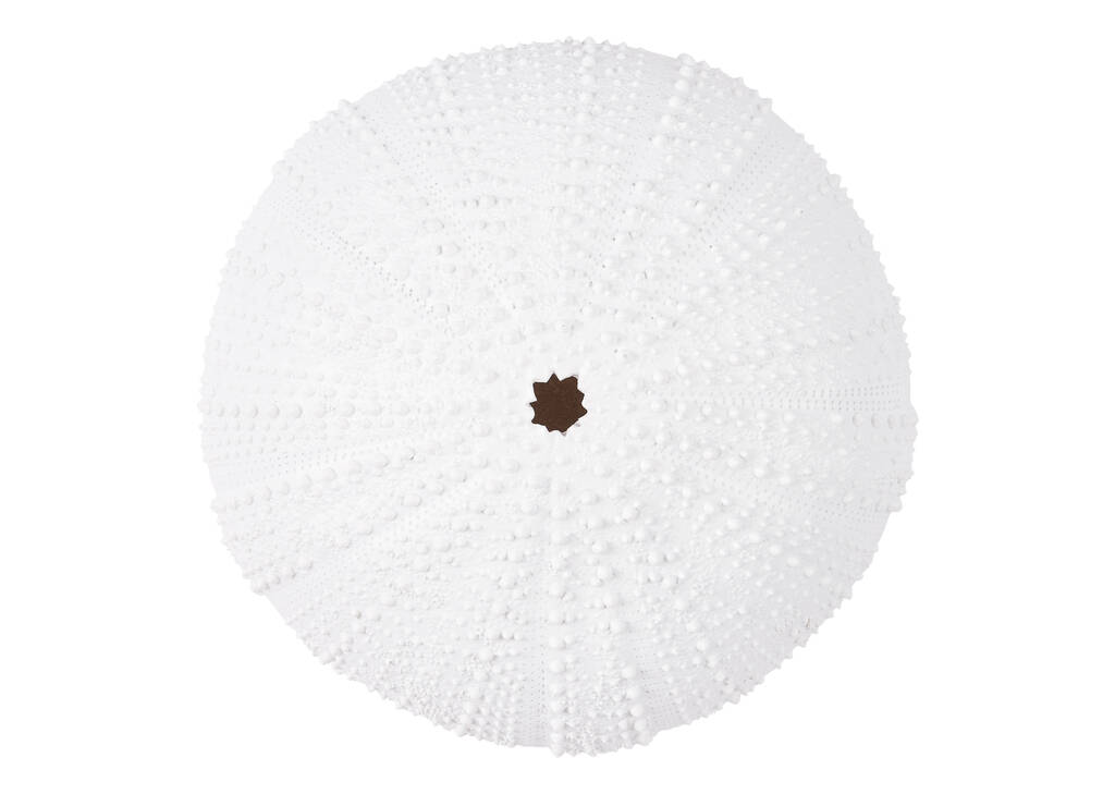 Ulrich Urchin Wall Decor Small