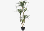 Colm Dracaena Tree Potted