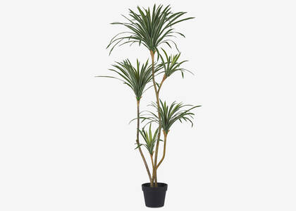 Colm Dracaena Tree Potted