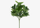 Kaye Schefflera Bush