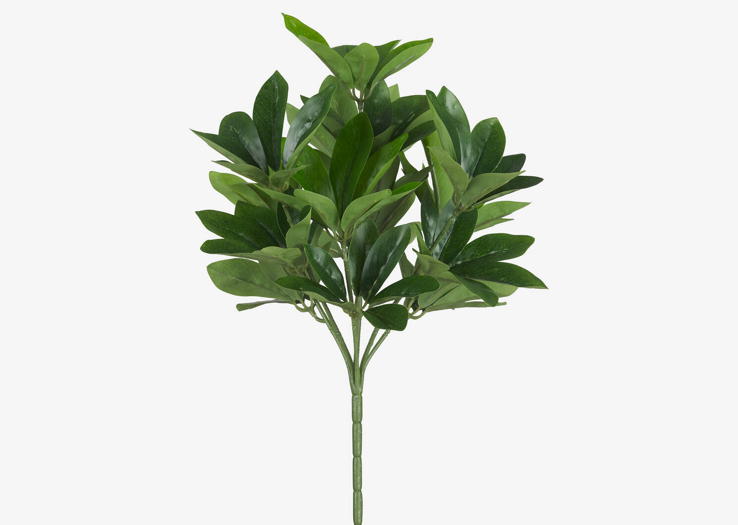 Kaye Schefflera Bush
