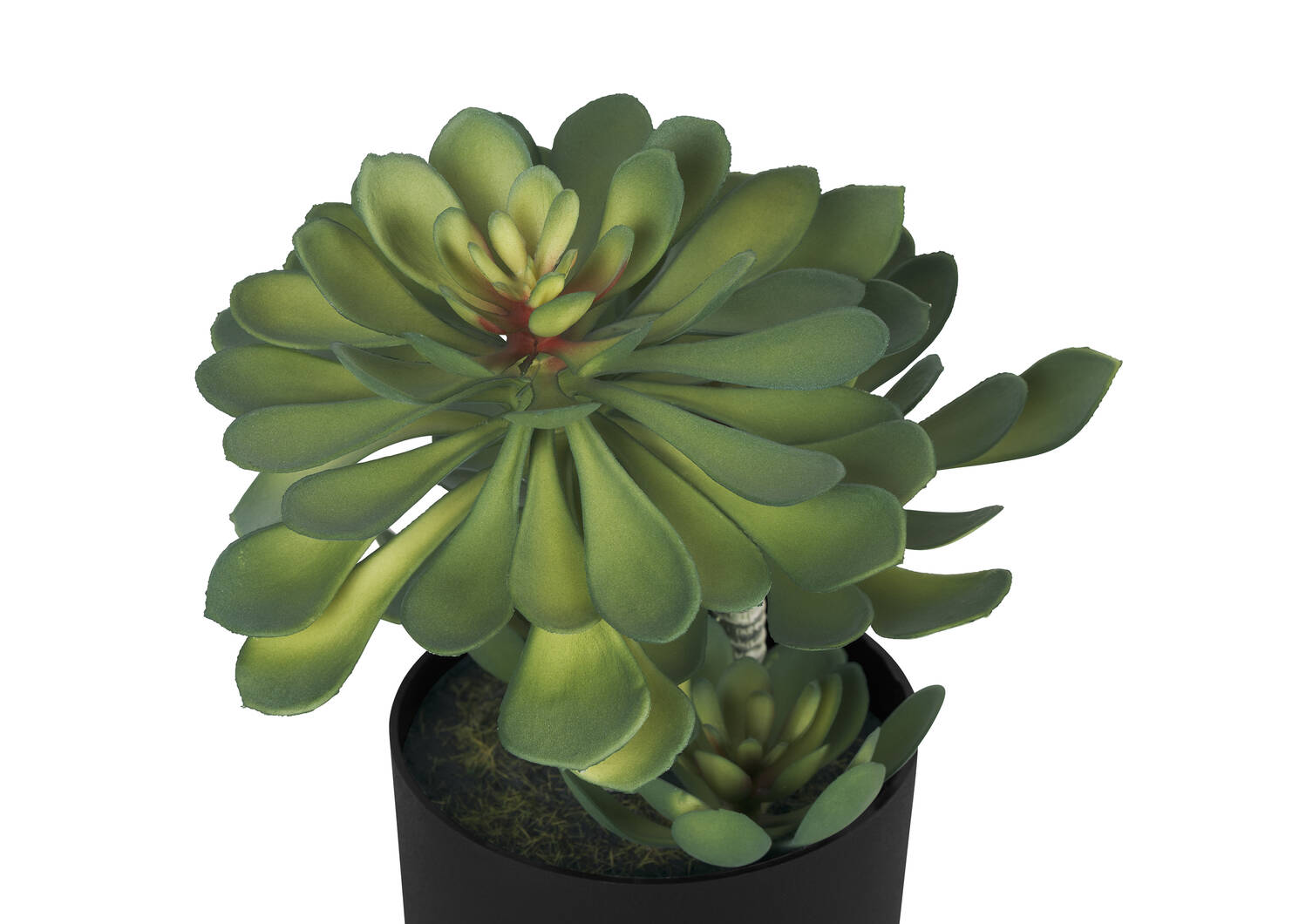 Echeveria Succulent Potted