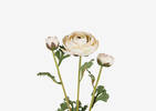 Helene Ranunculus Branch Ivory