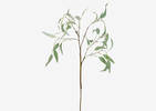 Branche de caesia Eucalyptus