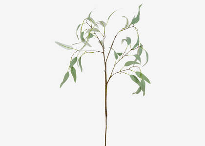 Eucalyptus Caesia Branch