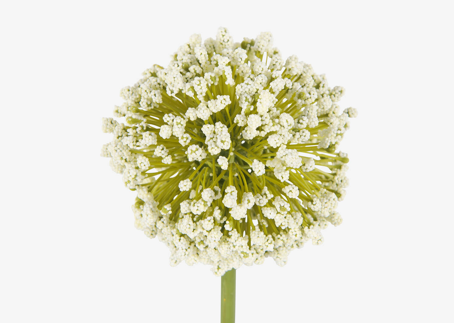 Tige d'allium Etna blanc