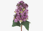 Beth Cone Hydrangea Stem Purple
