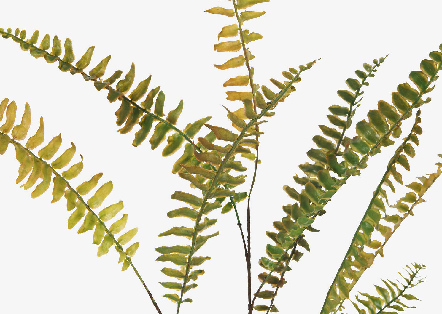 Cypress Fern Spray Branch