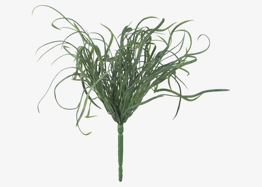 Branche d&rsquo;herbiers marins Maya