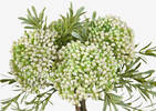 Bouquet de sedums Cami blancs