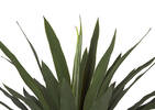 Grand Yucca en pot Brae