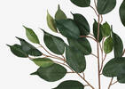 Letha Ficus Spray Branch