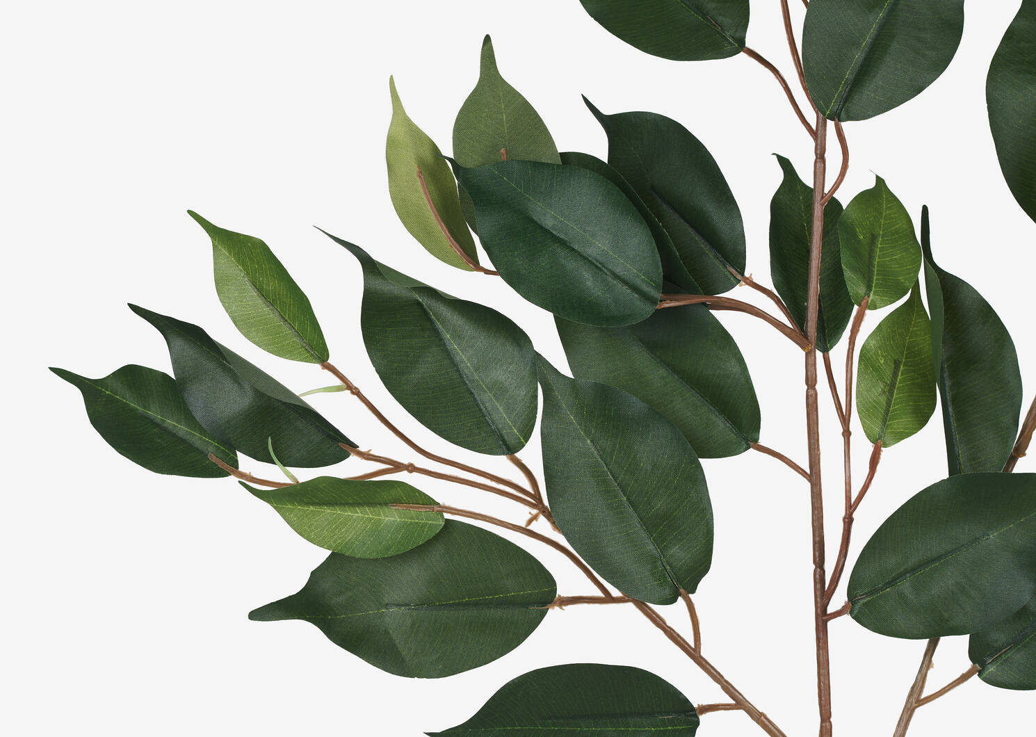 Letha Ficus Spray Branch