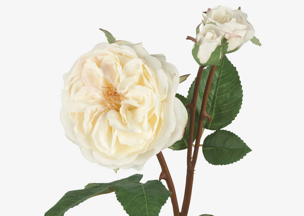 Talia Rose Branch White