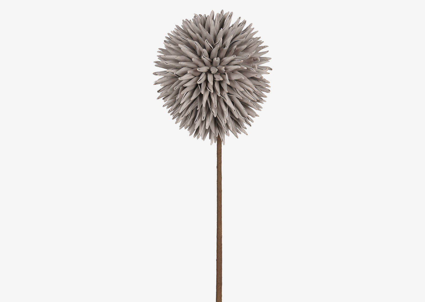 Tige d'allium Katniss grise