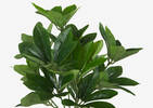 Kaye Schefflera Bush