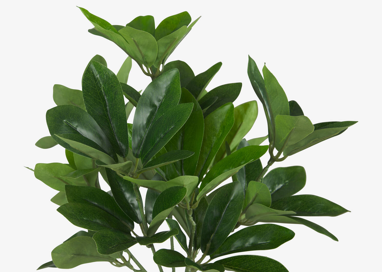 Kaye Schefflera Bush