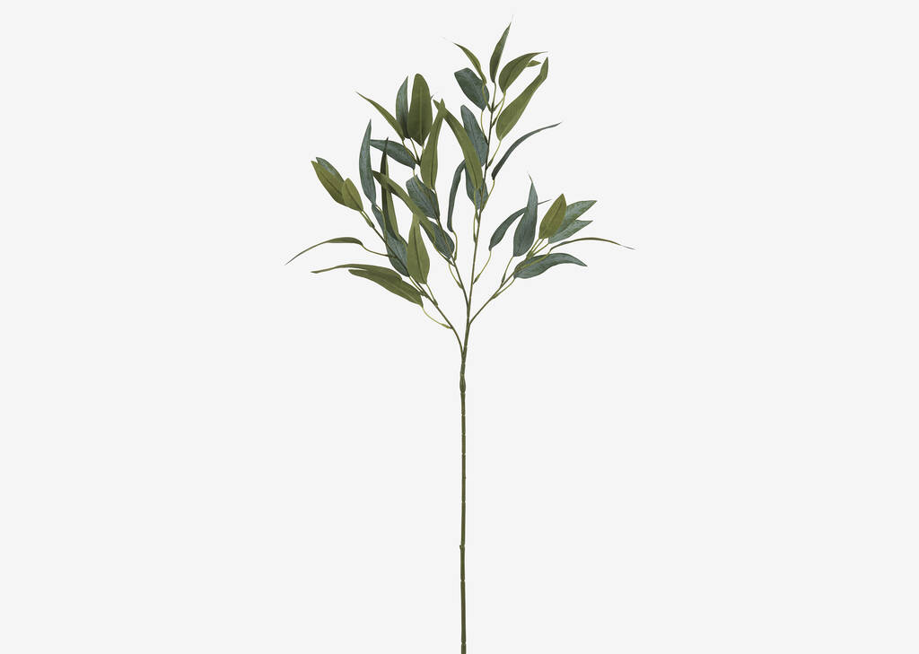 Branche de saule Letty Salix