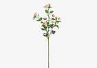 Rosella Spray Rose Stem Coral