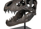 Paleo Head Natural Statue