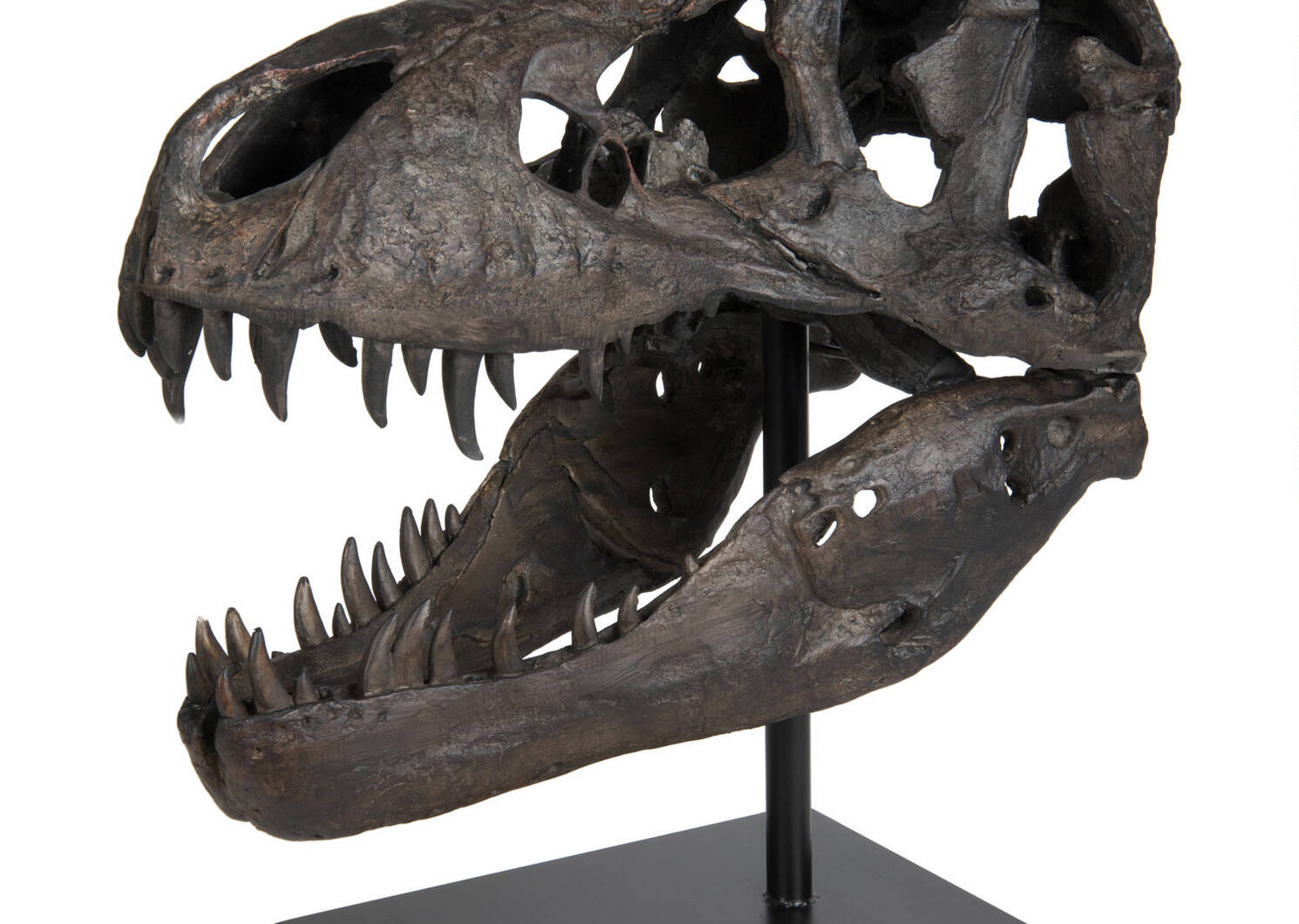 Paleo Head Natural Statue