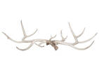 Hartwell Antler Decor Large