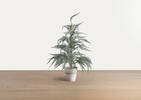 Wonderland Tree Medium