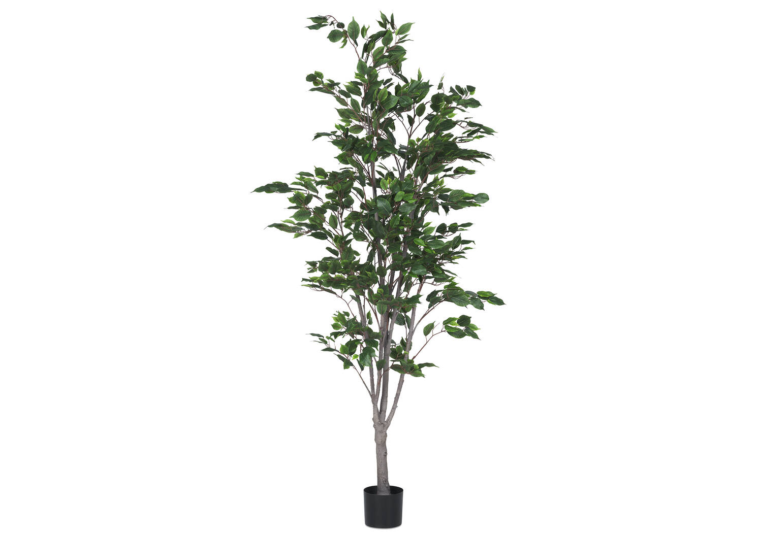 Ficus en pot Claude