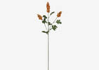 Scarlett Firethorn Stem Orange