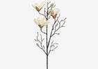 Branche de magnolias Amerie blancs