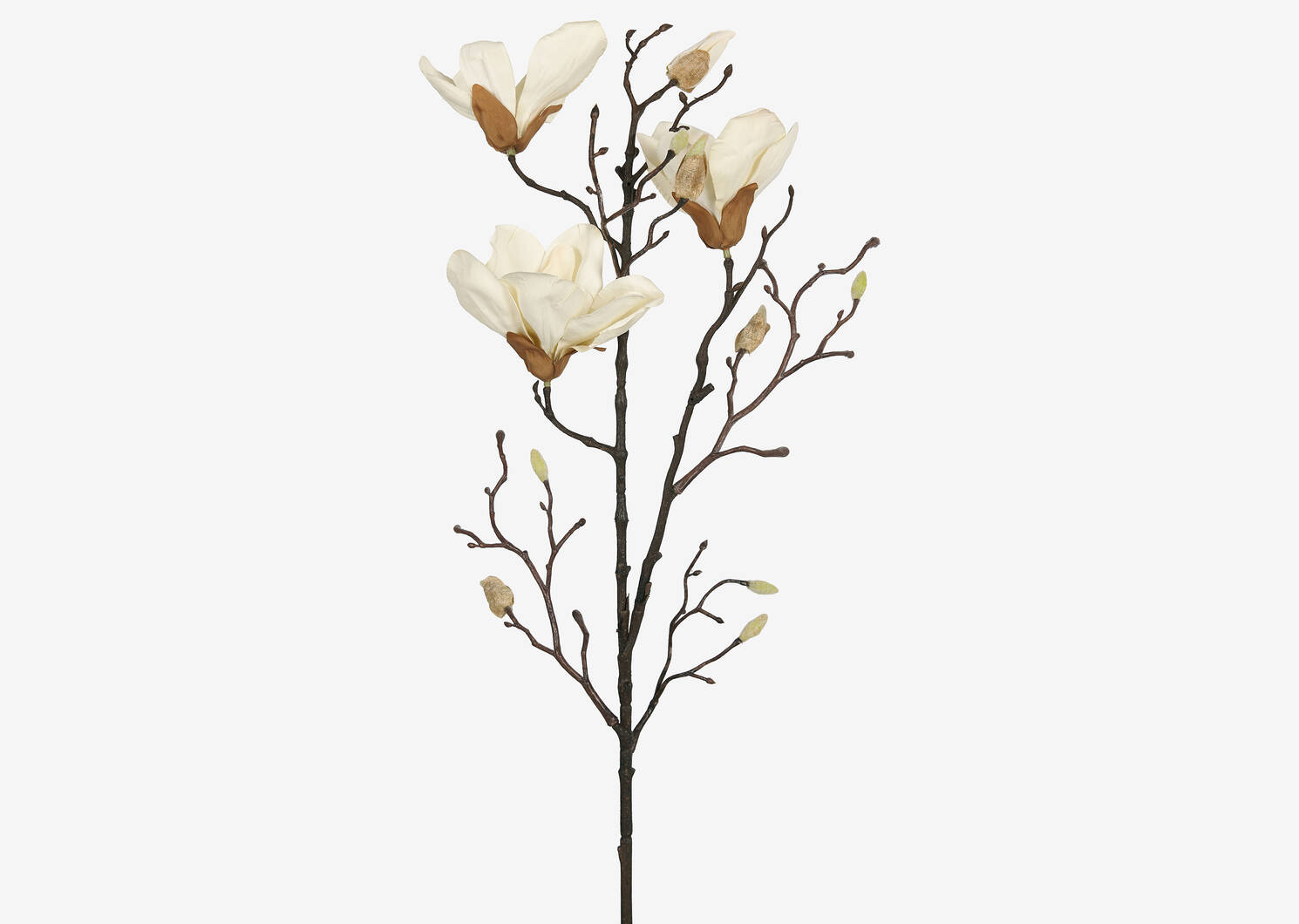 Branche de magnolias Amerie blancs