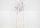 Illume Birch Branches