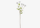 Branche d’anémones Florin blanches
