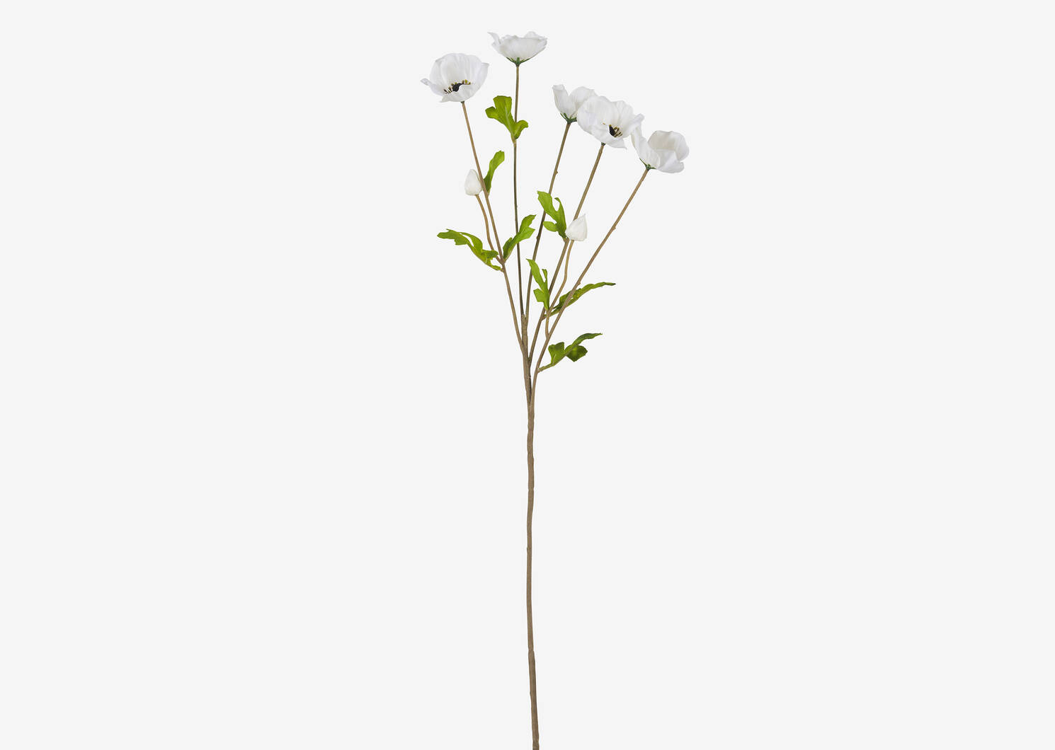 Florin Anemone Branch White