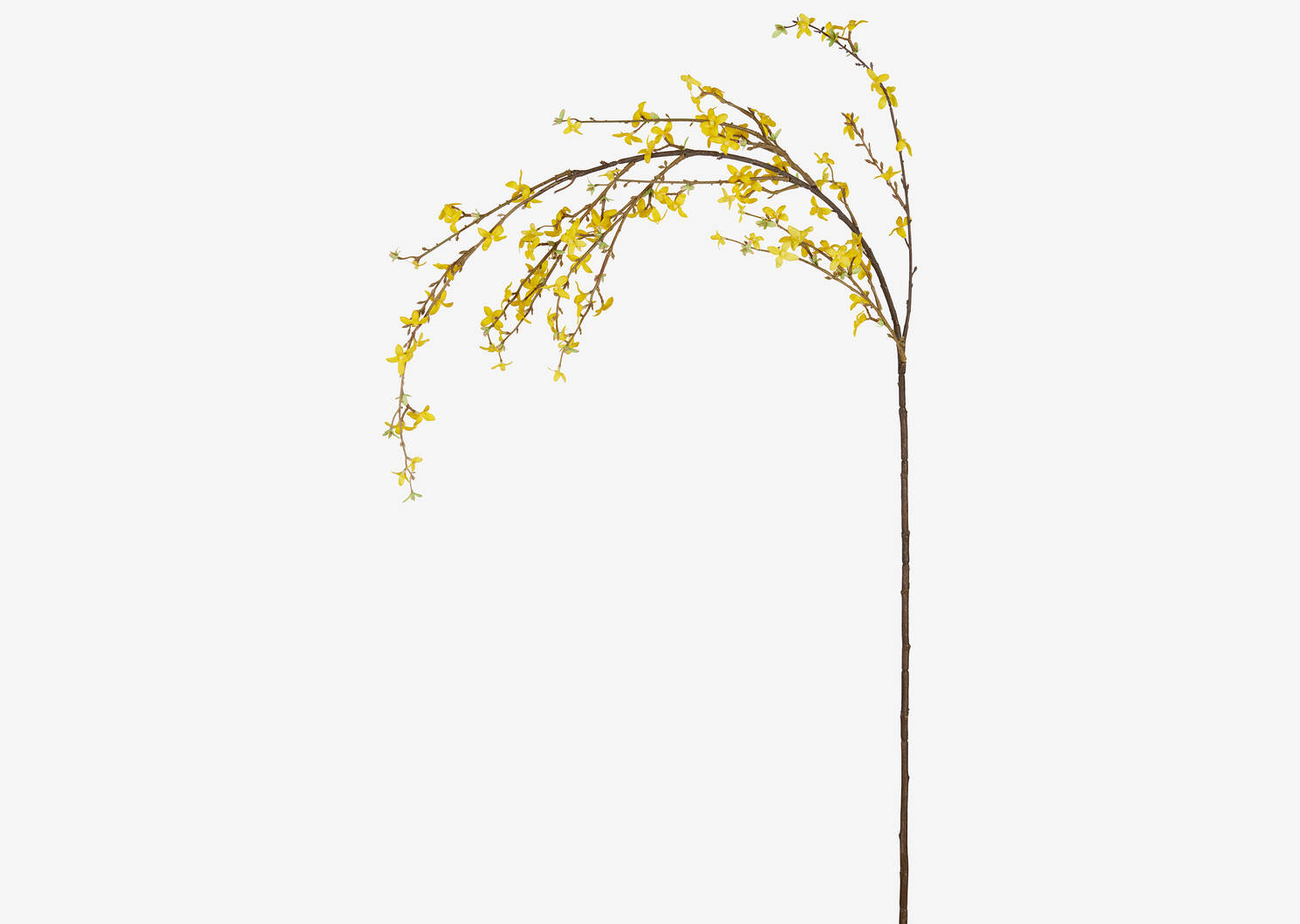 Yuri Forsythia Branch Yellow